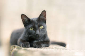 portrait of a black cat