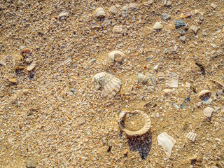 Top view of sea shells on the sand. The evening light of the sunset illuminates the beach with warm orange light. Sea vacation concept. Copy space. Flat lay.