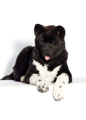 American Akita puppy showing tongue on white background