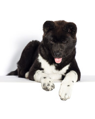 American Akita puppy looking down on a white background