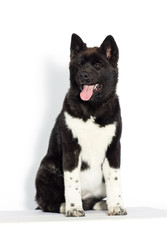 American Akita puppy sitting on white background