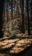 Drzewo w lesie © Przemysław Dudziński