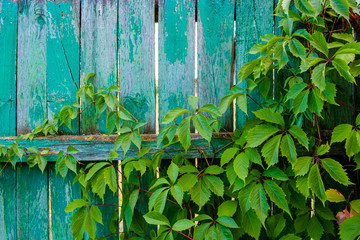 Branches of wild grapes with leaves on shabby natural wooden fence boards. Foliage on a vintage wooden surface with copy space. Texture of old boards with peeling paint. High quality photo
