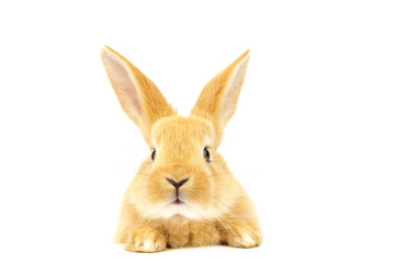 Head of fluffy ginger rabbit isolated on white background. Lovely eyes. Easter concept.