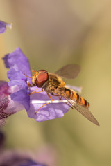 Hoverfly on a flower