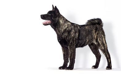 puppy stands sideways against white background, American Akita