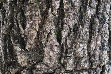 Tree bark texture in a grey brown color of oak tree. Macro close up of a tree trunk. Rustic tree trunk texture.