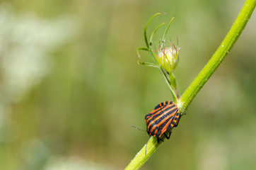 Striped insect close up