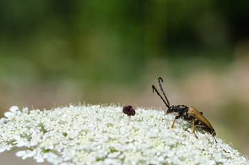 Longhorn beetle on a wild carrot flower