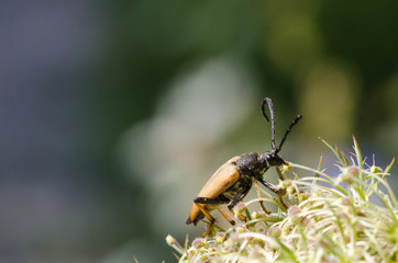 Portrait of a Red-brown Longhorn Beetle
