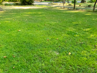 green lawn with the first yellow leaves in late summer