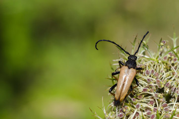 Male Red-brown Longhorn Beetle close up