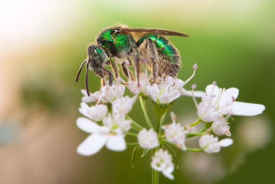 Green Bee on an oregano flower