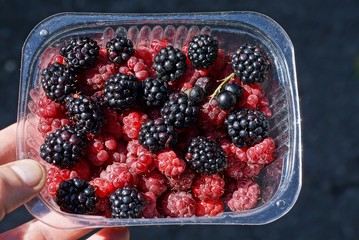 red ripe raspberries and black blackberries lie in a plastic box in hand on a gray background