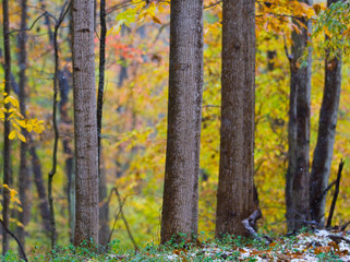 Fall colors and early snow