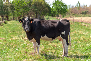 Cow grazing in the countryside