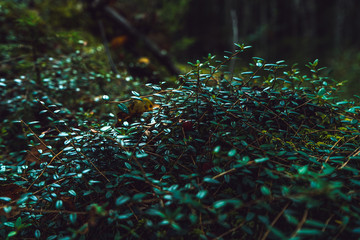 Obraz premium Wild cranberries in the Baltic swamp