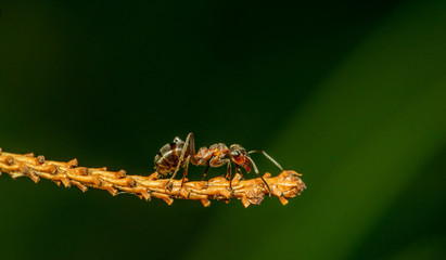 Ameise auf Zweig
