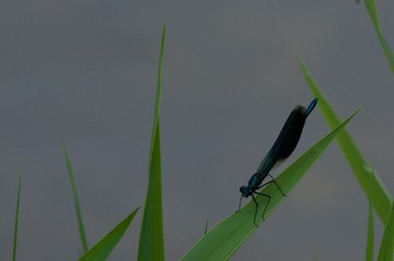 dragonfly on a green leaf