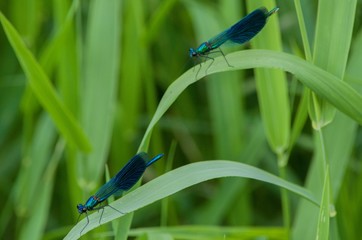 blue dragonfly on a green leaf