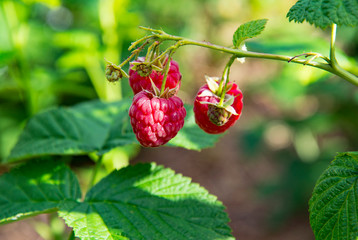 Raspberries ripen on a branch in the garden against a background of green leaves.