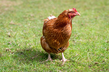 Ex battery chicken Rhode Island Red now free to roam