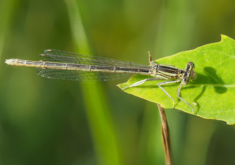 Blue featherleg dragonfly on a green leaf