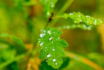 Rosa woda na roślinach