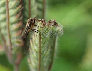 Close-up of dance fly