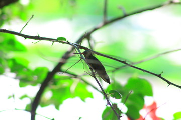 colibri en rama fondo borroso © PRODUCCIONES ALI G.