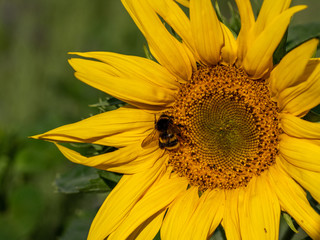Close-up of sunflower with humblebee