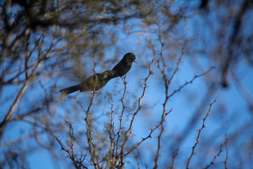 Aves silvestre