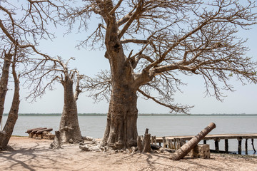 Viejos árboles y cañones en la isla James, río Gambia