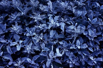 frost on the leaves
