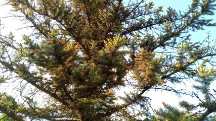 pine tree branches