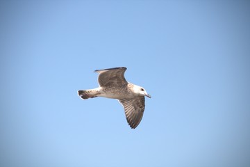 Seagull in flight