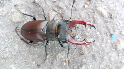 stag beetle macro