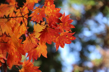 紅葉