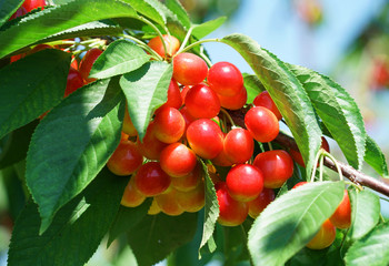 Close up fresh yellow and red cherries on the tree branch