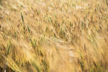Golden wheat field ready to harvest - agricultural field full of wheat