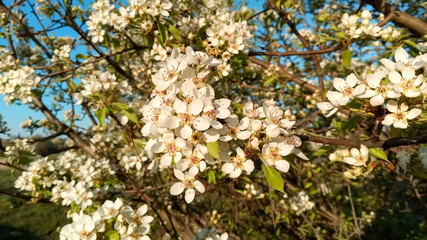 blooming pear tree