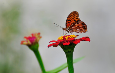 Butterfly on a flower