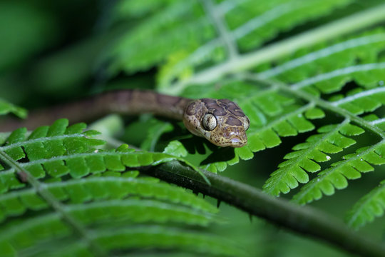 Blunthead tree snake, Imantodes cenchoa, in La Tigra, Costa Rica