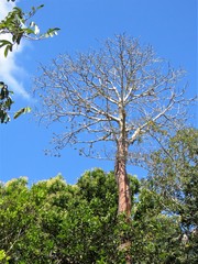 the Embera tribe  tree of life