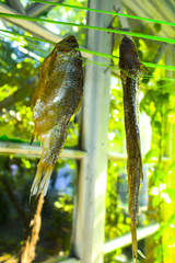 Salty dried fish on white background. Dried fish hanging. Sun-dried fish. conceptual flat...