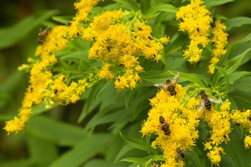 yellow flowers in the garden