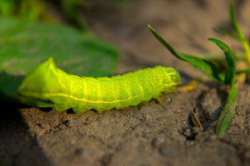 Green caterpillar crawling on ground, macro