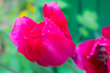 Fototapeta premium Spring, red tulip flower in the garden
