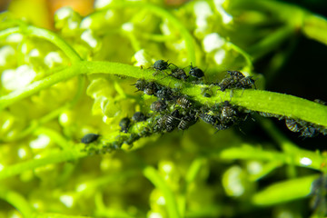 Aphids on a green leaf in nature. Macro