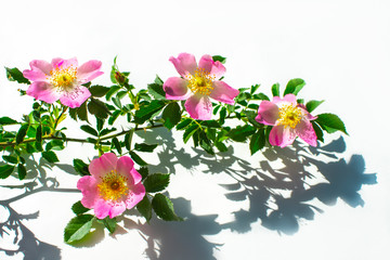 Pink rosehip (dog rose) flower closeup on white background